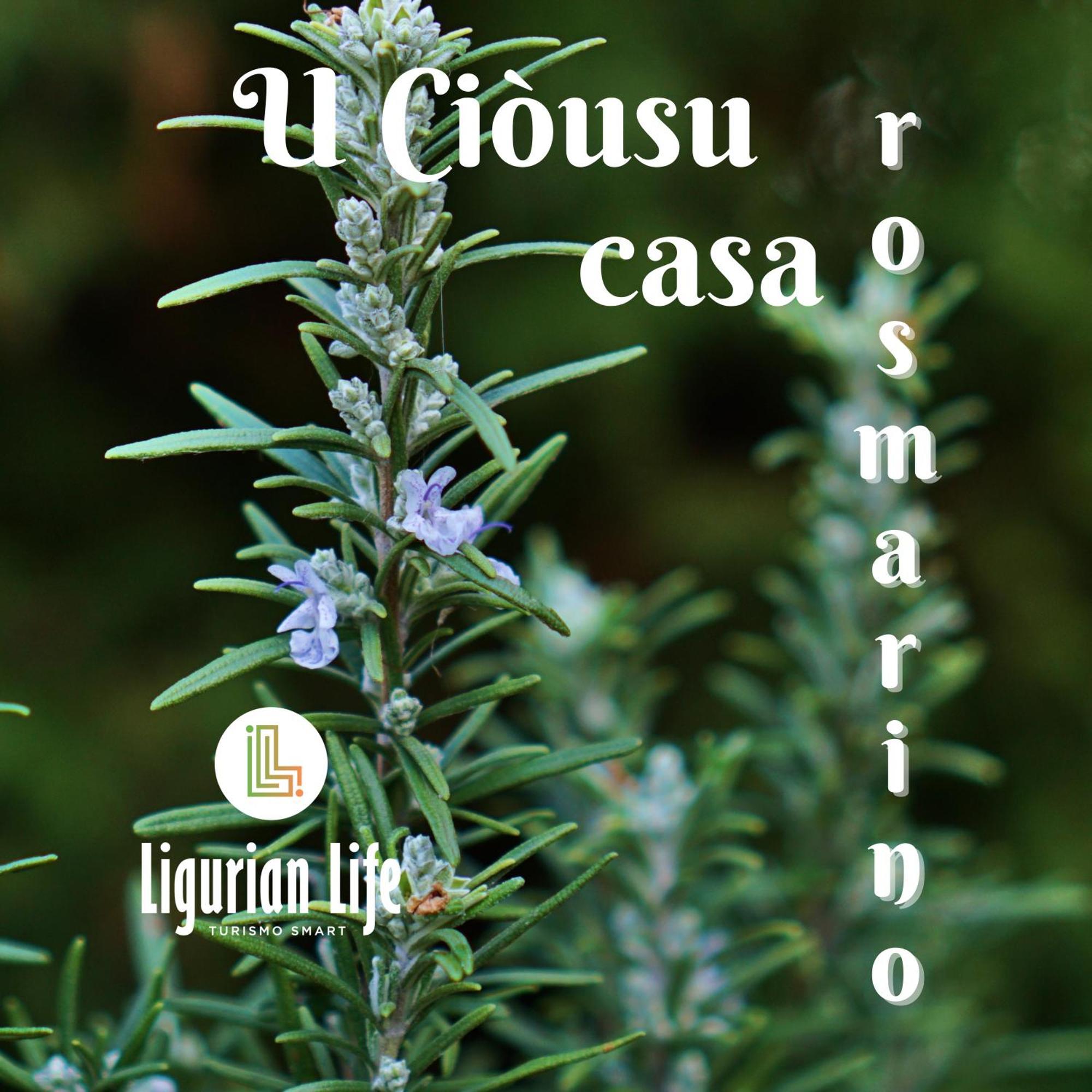 U Ciousu By Ligurian Life Appartamenti In Agriturismo Vallebona Værelse billede